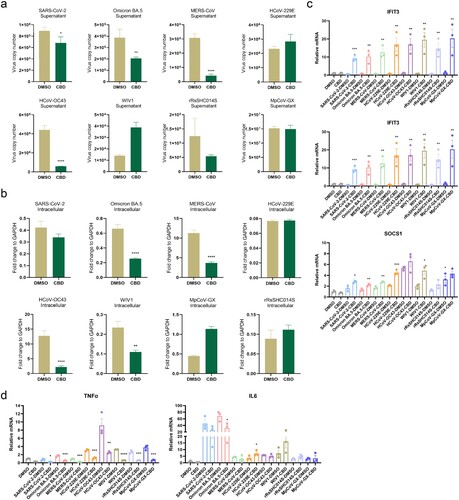 Figure 7. CBD as a potential broad-spectrum inhibitor of coronaviruses (a) Changes in viral load in hLO culture supernatant after CBD treatment. (b) Changes in viral load in hLO cells after CBD treatment. (c) Changes in ISG response in hLOs after CBD treatment. (d) Changes in inflammatory response in hLO after CBD treatment. HLOs were pre-treated with 10 μM CBD for 12 h before infection with eight coronaviruses respectively (MOI = 1). After infection, the hLOs were cultured with 10 μM CBD for 24 h (n = 3) before harvest. Viral load or related gene expression was then quantified by qRT-PCR. Data are the mean ± SEM. Statistical significance is analysed by Student’s t-test (*p < 0.05; **p < 0.01; ***p < 0.001; ****p < 0.0001). In figure c and d, pairwise comparisons were performed between the CBD-treated and DMSO-treated groups for each set of experiments.