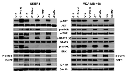 Figure 5. Physiological glucose enables metformin to effectively inhibit procarcinogenic signal transduction in SKBR3 and MDA-MB-468 cells. (A) SK-BR-3 (left) and MDA-MB-468 (right) cells treated with varying concentrations of glucose (5, 7, 10, or 17 mmol/L) in the absence or presence of 5 mmol/L metformin. Western blot membranes were probed for various signaling molecules as described in the “Materials and Methods”. Blots are representative of 3 independent experiments.