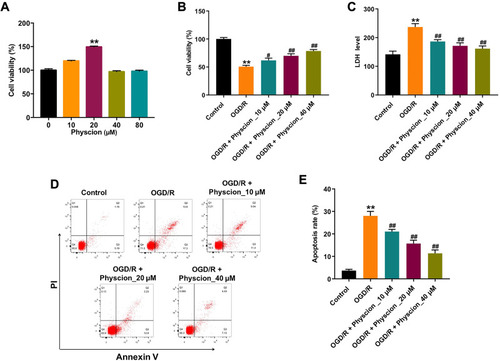 Figure 1 Physcion protects cell against OGD/R-induced neuronal injury. (A) SH-SY5Y cells were treated with 0, 10, 20, 40 or 80 μM physcion for 24 h. Cell viability was determined using CCK-8 assay. (B) SH-SY5Y cells were exposed to OGD for 4 h, and then reoxygenated in the presence of 10, 20, or 40 μM physcion for 24 h. Cell viability was determined using CCK-8 assay. (C) Cell cytotoxicity was determined using LDH release assay. (D and E) Apoptotic cells were measured by flow cytometry. **P<0.01 compared with control group; #P<0.05, ##P<0.01 compared with OGD/R group.