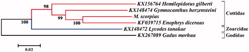 Figure 1. Phylogenetic relationship of M. scorpius. The cited mitogenome sequenced are downloaded from NCBI and the NJ tree is constructed with 100 bootstrap replicates. Bootstrap values of >50% are shown above the node.