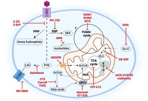 Figure 2 Metabolic pathways responsive to MYC deregulation and their inhibitors in MYC-driven cancer models. MYC positively regulates glucose and glutamine metabolism including other related pathways using their carbons, such as pentose phosphate pathway (PPP), serine synthesis pathway (SSP), folate cycle, tricarboxylic acid cycle (TCA), fatty acid synthesis as well as fatty acid oxidation (FAO), pyruvate (PYR) conversion to lactate (LAC) as well as its mitochondrial oxidation; depending on the tissue and cancer model. Other abbreviations used: acetyl coenzyme A (AcCoA), serine (SER), glutamine (GLUT), glutamate (GLU), electron transport chain (ETC), carnitine palmitoyltransferase 1 (CPT1), 5-tetradecyloxy-2-furoic acid (TOFA), 6-diazo-5-oxo-L-norleucine (DON), mycophenolic acid (MPA), methotrexate (MTX), 2-deoxy-D-glucose (2DG), 3-bromopyruvate (3-BrP).