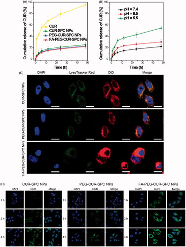 Figure 4. (A) In vitro drug release of the free CUR, CUR-SPC NPs, PEG-CUR-SPC NPs and FA-PEG-CUR-SPC NPs in PBS. Data represents mean ± SD. (n = 3). (B) In vitro pH-dependent drug release of the FA-PEG-CUR-SPC NPs in PBS. Data represents mean ± SD. (n = 3). (C) Lysosomal colocalization of the DiD-loaded CUR-SPC NPs, DiD-loaded PEG-CUR-SPC NPs and DiD-loaded FA-PEG-CUR-SPC NPs in HeLa cells after incubation for 12 h was observed by LCSM. The hydrophobic part of NPs was stained with DiD. The nuclei were stained with DAPI. The lysosomes were stained with LysoTracker red. (The scale bars were 25 μm). (D) In vitro cellular uptake of HeLa cells co-incubated with CUR-SPC NPs, PEG-CUR-SPC NPs and FA-PEG-CUR-SPC NPs examined by confocal laser scanning microscopy after 1, 2 and 4 h incubation, respectively.