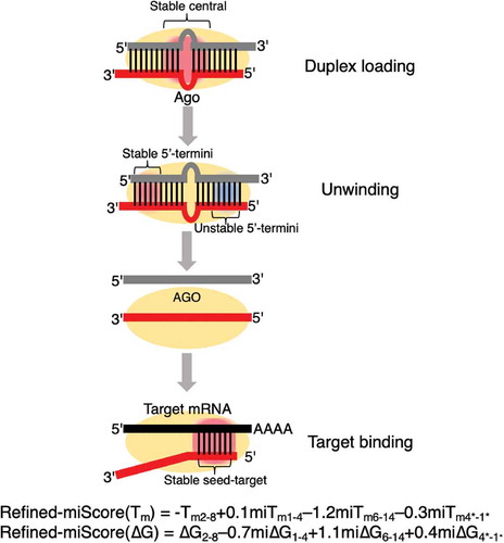 Figure 7. An updated thermodynamic regulatory machinery of miRNA-mediated silencing based on the refined-miScore. In miRNA-mediated gene silencing, authentic miRNA duplex with a thermodynamically stable central (guide position 6–14) structure is preferably loaded onto AGO protein and subsequently unwind from the thermodynamically unstable 5´-end. A thermodynamically stable 3´-end would reinforce the thermodynamic asymmetry thus facilitate unwinding from the less stable 5´-end. The remaining guide strand (red) recognizes its mRNA targets (black) through base pairing across 2–8 nt of the 5´-termini while the passenger strand (grey) is discarded. Silencing efficacy of wild-type and A-to-I edited miRNAs can be predicted by the robust refined-miScore models constructed in this study (a lower score indicates higher silencing efficacy). Thermodynamically stable region = red box; thermodynamically unstable region = blue box.