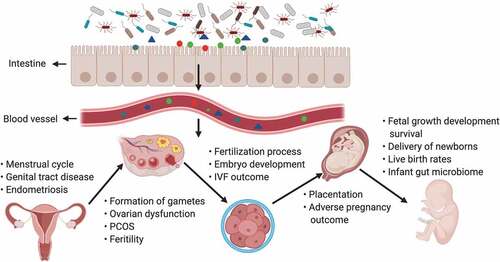 Figure 2. The gut microbiota and its impact on the female reproductive tract, embryo development and pregnancy