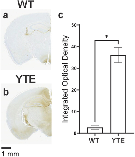 Figure 5. YTE mutations can increase the brain distribution of other antibodies with different variable regions. The variable regions of the O4-WT hIgG1 and O4-YTE hIgG1 antibodies were replaced with the variable region of an isotype control (KLH) antibody. Representative images show sections from brains dissected from WT CD-1 mice 48 h after administration with either the (a) KLH-WT hIgG1 or (b) KLH-YTE hIgG1 test articles and immunostained for human IgGκ chain. Immunoreactivity appears as brown diaminobenzidine (DAB) deposits. Scale bar shows 1 mm. (c) Quantification of immunostaining in brains from groups represented in panels a and b. Four matching sections along the rostral-caudal axis were selected and quantified for each of two animals per group. Error bars represent SEM. Statistical analysis was calculated with an unpaired t-test. *, p < 0.05.