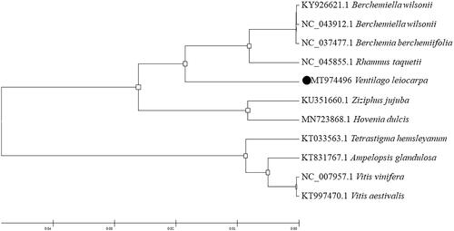 Figure 1. Phylogenetic placement of V. leiocarpa Benth. in the framework of Rhamniaceae resolved by maximum likelihood method based on the complete chloroplast genome.