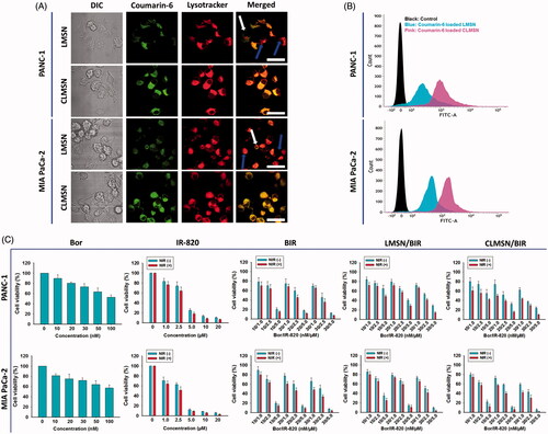 Figure 4. (A) Confocal images of the cellular uptake of coumarin-6-loaded LMSN and CLMSN in PANC-1 and MIA PaCa-2 cells (white arrows: non-lysosomal uptake, blue arrows: minimal lysosomal uptake; scale bar: 20 µm). (B) FACS analysis of the cellular uptake of coumarin-6-loaded LMSN and CLMSN in PANC-1 and MIA PaCa-2 cells. (C) In vitro cytotoxicity of Bor, IR-820, BIR, LMSN/BIR, and CLMSN/BIR in PANC-1 and MIA PaCa-2 cells after 24 h of treatment in the presence or absence of NIR irradiation (808 nm, 3.0 W/cm2, 5 min). Please check the online version of colored figures for details.