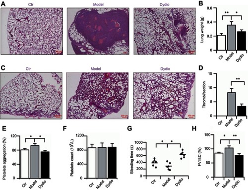 Figure 6 Dydio inhibits hepal-6 tumor cells lung metastasis highly correlated with the altered platelet function and coagulation level. (A) Representative photographs obtained from lungs of Hepal-6-injected mice. (B) The weight of lungs in each group. (C) H&E staining for lung tissues demonstrated tumor-induced thrombi formation within lung tissue. The stars indicate the tumor-induced thrombi. (D) Quantification of thrombi formation within lung tissue. (E) Platelets aggregation induced by ADP in vivo. (F) Platelets count in each group. (G) Blood clotting time in each group. (H) FVIII activities in each group.*p<0.05, **p<0.01 vs Model group.Abbreviations: Ctr, control; dydio, dihydrodiosgenin; FVIII, factor VIII.