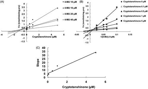 Figure 4. Inhibition of UGT1A9-mediated 4-MU glucuronidation reaction by cryptotanshinone. (A) Dixon plot of inhibitory effects of cryptotanshinone towards recombinant UGT1A9-catalyzed 4-MU glucuronidation. (B) Lineweaver–Burk plot of inhibitory effects of cryptotanshinone towards recombinant UGT1A9-catalyzed 4-MU glucuronidation. (C) Second plot of slopes from Lineweaver–Burk plot versus cryptotanshinone concentrations. Every data point represents the mean of two replicates.