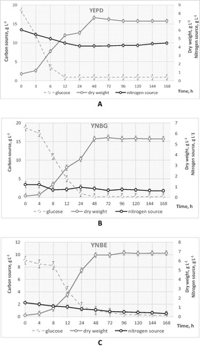 Figure 1. Growth dynamics and carbon/nitrogen source utilization by S. cerevisiae NBIMCC 584 during batch cultivation in different nutrient media: YEPD (A), Yeast Nitrogen Base supplemented with 2% glucose (YNBG) (B) and Yeast Nitrogen Base supplemented with 1% ethanol (YNBE) (C).