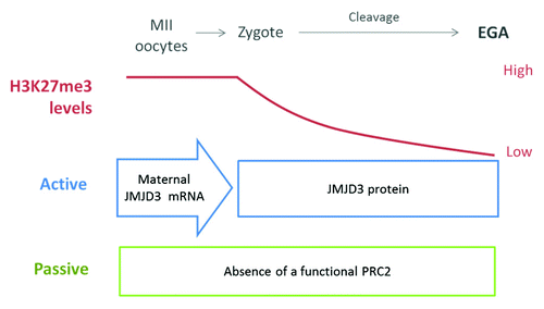 Figure 1. Model for H3K27me3 dynamics during early development in late-EGA species. Both active and passive mechanisms are involved in the gradual erasure of H3K27me3. The active mechanism involves maternal JMJD3 mRNA stored in the egg cytoplasm that is rapidly translated after fertilization. The passive mechanism involves the lack of a functional PRC2 before EGA.
