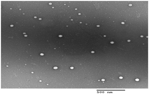 Figure 2. Transmission electron micrograph of the optimal PMMs formulation (F7).