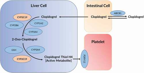 Figure 1. Absorption and metabolization of clopidogrel to form an active metabolite. Clopidogrel requires activation by the P450 cytochrome system before it can have its antiplatelet effect. Clopidogrel is absorbed into the intestinal cells by the ABCB1 transporter before being converted into its active metabolite by a series of enzymatic processes. Clopidogrel Thiol H4, the activated form of clopidogrel, is able to inhibit the P2RY12 subtype ADP receptor, preventing platelet activation. GSH = Glutathione. Figure adapted from [Citation30].