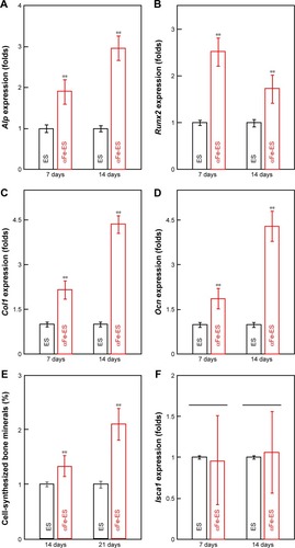 Figure 7 Osteogenic gene expression and mineral synthesis of ADSCs on the scaffolds. (A–D) The expressions of Alp, Col1, Runx2, and Ocn on the scaffolds after 7 days and 14 days of culture (n=4). (E) Quantitative analysis of mineral synthesis by the cells after 14 days and 21 days of culture (n=6). (F) The expressions of Isca1 on the scaffolds after 7 days and 14 days of culture (n=4).Note: **P<0.01.Abbreviations: αFeNP, hydrophilic hematite nanoparticle; αFe-ES, αFeNPs-assembled electrospun scaffold; ADSC, adipose-derived stem cell; Alp, alkaline phosphatase; Col1, collagen type I; ES, untreated electrospun scaffold; Isca1, iron-sulfur cluster assembly protein 1; Ocn, osteocalcin; Runx2, runt related transcription factor 2.