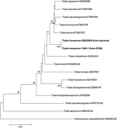 Figure 3. Maximum-likelihood phylogenetic tree of Tuber koreanum based on the alignment of the internal transcribed spacer (ITS) rDNA sequences obtained from ectomycorrhizal root tip. Choiromyces meandriformis was used as an outgroup. Numbers on branches indicate bootstrap values (1,000 replicates). Sequences from the present study were in bold.