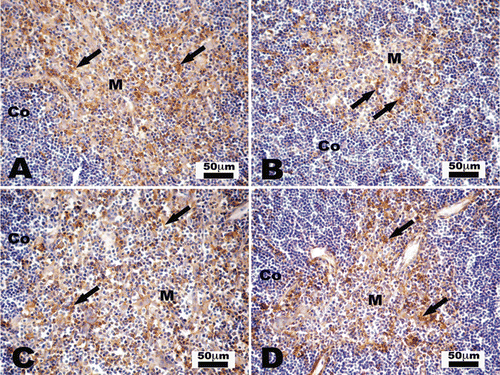 Figure 1.  Immunohistochemistry staining for CD11c in control and V-exposed mice thymii. CD11c+ ochre color cells (arrows) are observed in thymic medulla (M). The scarcity of these cells in the thymic cortex (Co) is noteworthy. Representative photomicrographs (a) 3-week control; (b) 3-week V-exposed; (c) 4-week control; and (d) 4-week V-exposed. (a) and (c) reveal a higher presence of CD11c+ cells compared to that shown in (b) and (d).