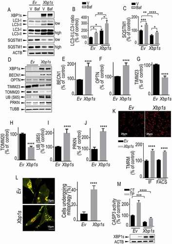 Figure 2. Xbp1s overexpression leads to increased mitophagy in SH-SY5Y cells. (A-C) SH-SY5Y cells were transiently transfected with an empty vector (Ev) or Xbp1s cDNA treated or not with bafilomycin A1 (Baf, 100 nM) then analyzed by western blot for XBP1s (A, N = 15), LC3-II:LC3-I ratio (A and B, N = 12) and SQSTM1/p62 (A and C, N = 15) protein levels. Statistical significances were analyzed by ordinary one-way ANOVA followed by Sidak’s multiple comparison test, * P < 0.05, ** P < 0.01, *** P < 0.001, ****, P < 0.0001. (D-J) SH-SY5Y cells were transiently transfected with an empty vector (Ev) or Xbp1s cDNA then analyzed for BECN1 (D and E, N = 9), OPTN (D and F, N = 15), TIMM23 (D and G, N = 12), TOMM20 (D and H, N = 9), UB (S65) (D and I, N = 12), PRKN (D and J, N = 12) and TUBB protein levels as described in Methods. (K) SH-SY5Y cells were transiently transfected with an empty vector (Ev) or Xbp1s cDNA then mitochondrial membrane potential was measured by cell imaging (upper panel, N = 100 cells, two independent experiments, IF in histogram) or flow cytometry (, N = 15, 5 independent experiments, FACS in histogram) by means of TMRM probe as detailed in the Methods. Values are expressed as percent of control Ev-transfected cells (taken as 100%) and correspond to the means ± SEM of 2–5 independent experiments. Statistical significances were analyzed by Mann-Whitney test, ****, P < 0.0001. (L) SH-SY5Y cells were transiently transfected with COX8A-EGFP-mCherry cDNA together with an empty vector (Ev) or Xbp1s cDNAs. Fragmented mitochondria visualized by red fluorescence punctate (left panel) were counted as described in Methods. The degree of mitophagy (right panel) was calculated by the increase of number of cells harboring red punctae. (M,) CASP3 activity fluorimetric assay was performed as described in Methods. Values are expressed as percent of control Ev-transfected cells (taken as 100%) and correspond to the means ± SEM of 4 independent experiments performed in triplicates. Statistical significances were analyzed by ordinary one-way ANOVA followed by Sidak’s multiple comparison test, ***, P < 0.001, ****, P < 0.0001