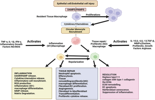 Figure 1. The biological process of cell regeneration or repair in the body.