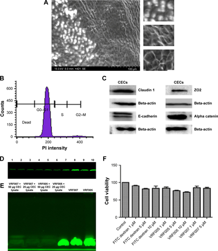 Figure S5 (A) SEM of tissues obtained during surgery. (B) Cell cycle analysis using PI and flow cytometry. (C) Immunoblotting of Claudin 1, ZO2, E-cadherin, and alpha catenin of cells isolated from tissues. (D) SDS-PAGE of peptides, VRF005 and VRF007, incubated with human corneal epithelial tissue lysate for 2 hours, lane 1, VRF007(1 µM); lane 2, VRF007(1 µM) with RIPA buffer; lane 3, VRF007 (1 µM) with 10 µg of tissue lysate; lane 4, VRF007(1 µM) with 20 µg of tissue lysate; lane 5, VRF007(1 µM) with 30 µg of tissue lysate; lane 6, VRF005 (1 µM) with 30 µg of tissue lysate; lane 7, VRF005(1 µM) with 20 µg of tissue lysate; lane 8, VRF005 (1 µM) with 10 µg of tissue lysate; lane 9, VRF005 (1 µM) with RIPA buffer; lane 10, VRF007 (1 µM) alone. (E) SDS-PAGE of peptides, VRF005 and VRF007, incubated with human corneal epithelial tissue lysate for 24 hours. (F) MTT assay for peptides, VRF005 and VRF007, at different concentrations for 24 hours.Abbreviations: CECs, Corneal Epithelial cells; FITC, fluorescein isothiocyanate; PI, propidium iodide; SEM, scanning electron microscopy.