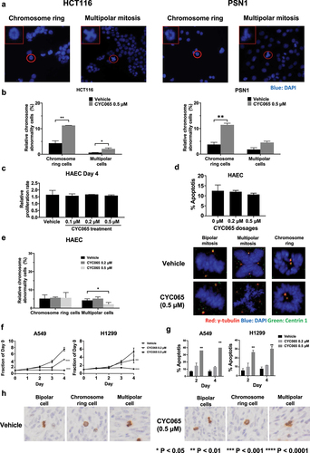 Figure 6. Presence of centrosome rings and multipolar mitoses following CYC065 versus vehicle treatments of colon and pancreatic cancer cells. CYC065 treatment effects are compared to those found in primary human alveolar epithelial cells (HAEC). (a) Both chromosome rings and multipolar mitoses were found in colon (HCT116) and pancreatic (PSN1) cancer cells by use of immunofluorescent assays following treatment with CYC065 (500 nM) as compared to vehicle controls. The red circle indicates the cell of interest; the red box shows the higher magnification of the imaged cell. (b) Quantification of chromosome rings and multipolar mitoses were detected in HCT116 and PSN1 cancer cells following CYC065 versus vehicle control treatment with the symbols *P < .05 and **P < .01, respectively. Error bars are standard deviations. (c) CYC065 treatment does not appreciably affect proliferation of HAEC. Error bars are standard deviations. (d) CYC065 treatment does not elicit statistically significant apoptotic effects in HAEC. Error bars are standard deviations. (e) CYC065-treatment versus vehicle controls and effects in HAEC. In the left panel is shown the percentage of these cells with centrosome abnormalities. Representative bipolar cells as well as those showing either a chromosome ring or multipolar division appear in the right panel. Centrosome abnormalities appear only after CYC065-treatment of mitotic HAEC with chromosome ring or multipolar divisions. Staining indicates: γ-tubulin (red), DAPI (blue), and Centrin 1 (green). (f) In contrast to the CYC065-treatment effects on proliferation and apoptosis of primary HAEC, A549 and H1299 lung cancer cells independently exhibited statistically significant and CYC065 dose-dependent declines in growth and an increase in apoptosis in these cells, as displayed in panel g. Error bars represented standard deviations with the symbols indicating *P < .05; **P < .01; ***P < .001, and ****P < .0001, respectively. (h) Representative images are shown for phospho-histone H3 immunostaining of lung cancers following 4 weeks of CYC065 treatment (versus vehicle controls). As expected from in vitro studies, mitotic cancer cells in lung cancers exhibited bipolar, centrosome ring, or multipolar morphologies.