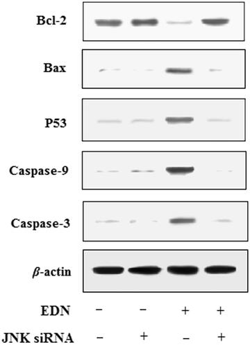 Figure 4. Effects of JNK siRNA on expression of apoptosis-related proteins in A549 cells.