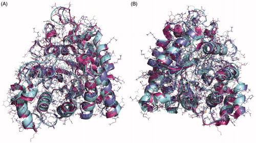 Figure 5. Superposition of the crystal structures of human aldose reductase 1IEI, depicted in cyan, S. japonicum aldose reductase 4HBK in magenta and the homology model of S. mansoni aldose reductase in purple, (A) front view and (B) back view.