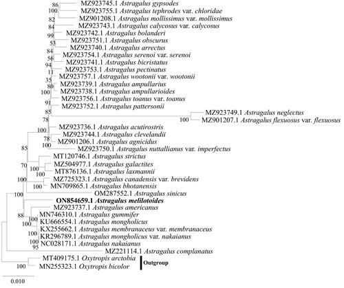 Figure 3. Phylogenetic relationship between Astragalus melilotoides and other 34 species of Astragalus based on the complete cp genome sequences from the NCBI database by using MEGA-X. Among this species, A. sinicus (OM287552) (Ke et al. Citation2022), A. galactites (MZ504977) (Ding et al. Citation2021), A. membranaceus var. membranaceus (KX255662) (Wang et al. Citation2016), A. laxmannii (MT786136) (Liu et al. Citation2020), and A. complanatus (MZ221114) (Yang Citation2021) have been published. Oxytropis arctobia and Oxytropis bicolor were chosen as the outgroups. The number on each node represents bootstrap values.