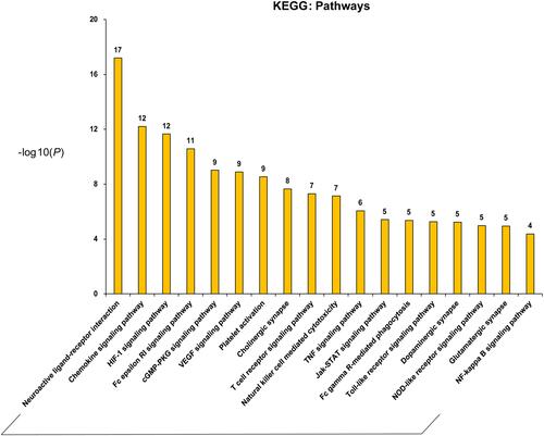 Figure 3 Main KEGG pathways composed of the major hubs. The abscissa stands for KEGG pathways, the ordinate stands for minus log 10(P).