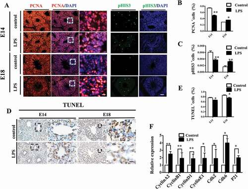 Figure 4. LPS modulated cell proliferation and apoptosis in embryonic chick lungs. (A, B, C): In immunofluorescent staining of chick lungs, red color shows PCNA, green color shows pHIS3 and blue color shows DAPI staining, respectively. The far right panel indicates the dotted squares of the merged images with higher magnification. Compared to control, PCNA and pHIS3 expression were down-regulated in E14, while up-regulated in E18 chick lungs upon LPS exposure, respectively. (D, E): TUNEL staining of E14 and E18 chick lungs, respectively. The right panels indicate the dotted squares with higher magnification. LPS reduced TUNEL+ cells in E14 and E18 chick lungs, respectively. (F): qPCR data show LPS induced up-regulation of cell cycle related gene expressions in E18 lungs. *P < 0.05. **P < 0.01. Scale bars = 50 μm.