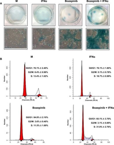 Figure 5 IFNα enhanced the ability of bozepinib to induce ß-galactosidase activity. MCF-7 cells were mock-treated or treated with 2.5 μM of bozepinib, 500 IU/mL human IFNα, or a combination of bozepinib/IFNα over 7 days. (A) Cells were fixed and stained using the Senescence β-Galactosidase Staining Kit as described in the Materials and methods section and photographed under a 10 × objective with a microscope (Leica) using visible light (lower panel) and the corresponding six wells were photographed under a 1 × objective using a standard camera (upper panel). (B) Cells were fixed and analyzed by flow cytometry after staining with propidium iodide. Values represent the mean of triplicate determinations calculated from a single experiment. Experiments were repeated at least three times.