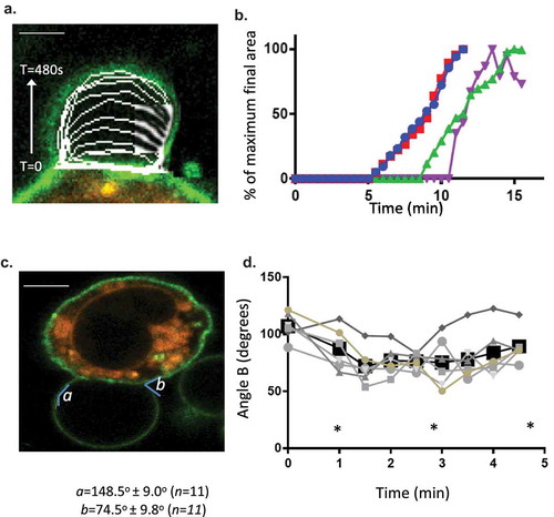 Figure 2. Formation dynamics of LPMB. (a) Formation kinetics of a LPMB in a representative cell. Cells were stimulated via FcεRI and live-cell stained with Alexa 488-WGA. Live-cell confocal time series of an evolving LPMB were captured for a single z disc. Each white line represents the size of the LPMB at 15 s intervals. Scale bar 2 microns. (b) Example formation kinetics of LPMB from four cells. Four LPMB were measured over a 15 min period in FcεRI-stimulated and live-cell Alexa 488-WGA-stained RBL2H3. Live-cell confocal time series of an evolving LPMB was captured for a single z disc. LPMB size over time was normalized as a percentage of their final attained area. Each colour represents a different LPMB, and diversity in lag time, and similar formation kinetics and occasional deflation of the LPMB are observed. Table II. Statistical analysis of LPMB formation. (c) Formation angles of LPMB. Example LPMB from RBL2H3 stimulated for 8 min via FcεRI and live-cell stained with Alexa 488-WGA. Two angles were selected for measurement (a and b). (d) Acute formation angle b measurements over time. Measurements were taken at indicated intervals, with 0 min being the earliest visible onset of GMPV formation. Each line represents a LPMB from a different cell. Data points at the times indicated by asterisks (*) were tested for significant difference by a Student’s t test and no significant variation was found (p > 0.05).