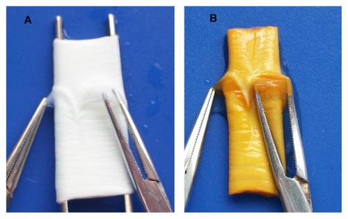 Figure 1 Gross appearance of scaffolds. (A) Gross appearance of unmodified decellularized BJV scaffolds. (B) Gross appearance of heparin/DHI-modified decellularized BJV scaffolds.Abbreviations: BJV, bovine jugular vein; DHI, dihydroxy-iron.