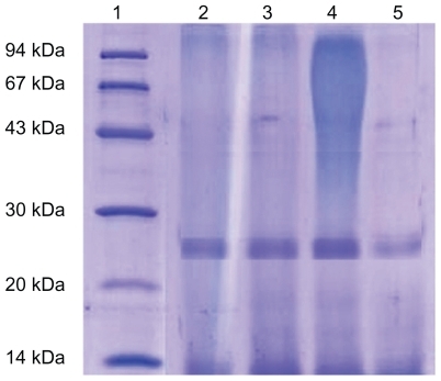 Figure 3 SDS-PEGE analysis of papain samples. Lane 1: molecular weight markers (14–94kDa); lane 2: papain (reference standard); lane 3, 4 and 5: papain released from optimized formulations of papain loaded HPMCP, Eudragit L 100 and Eudragit S 100 SPs respectively.