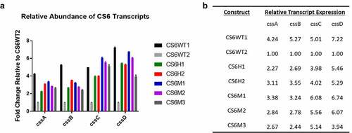 Figure 4. A) RT-qPCR analysis of CS6 transcript abundance compared to CS6WT2. Strains were grown to OD600 0.5 in LB broth and harvested to isolate total RNA. b) Relative fold change values of CS6 transcripts in each recombinant CS6 strain