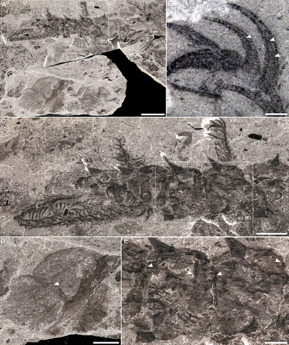 Figure 5. Entothyreos synnaustrus gen. et sp. nov., morphoanatomy. A–E, Paratype ROMIP 66325. A, Part (image flipped vertically). Specimen associated with Naraoia compacta. Insets as indicated. B, Close-up of distal paired claws, showing possible cone-in-cone growth pattern (arrowheads). C, Counterpart. Anterior portion of specimen. Inset is E. D, Close-up of Naraoia compacta showing partially overlapping anterior and posterior shields (arrowhead); note similarity with overlap of sclerotic trunk sheets and intercalary elements in Entothyreos (E). E, Close-up of contact area between dorsolateral sclerotic sheets and intercalary areas (arrowheads point to posterior margins of sclerotic sheets). Scale bars: A, 10 mm; C, D, 5 mm; E, 1 mm; B, 0.5 mm.