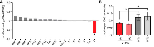 FIG 2 ID-affected individuals expressing only the ADAT3-V144M variant exhibit decreased wobble inosine modification in tRNA isoacceptors. (A) Comparison of tRNA modification levels between V144M- and WT-LCLs. Nucleosides from digested tRNA samples were analyzed by LC-MS. The y axis represents the log2 fold change in the levels of the indicated tRNA modifications between the two patients harboring homozygous V144M mutations described in the legend of Fig. 1A and two WT individuals. (B) Inosine modification levels in total tRNA from LCLs of two WT individuals and P1 and P2 harboring homozygous V144M mutations. Inosine levels were measured by absolute quantification to calculate the number of inosines per 1,000 nucleotides. The means and error bars represent measurements from 3 independent RNA samples from each cell line. *, P < 0.05.