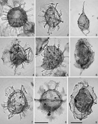 Plate 6. Scale bars represent 40 μm; scale bar in figure 9 applies to the specimen 9; scale bar in figure 8 applies to all the other specimens. The photomicrographs were all taken using plain transmitted light. Figure 1. Fibrocysta axialis (Eisenack 1965) Stover & Evitt Citation1978. Sample OH 14, slide 2, EF H35/1. Specimen in dorsal view, high focus on the wall structure, precingular archeopyle and processes. Figure 2. Cordosphaeridium inodes (Klumpp 1953) Eisenack 1963 subsp. longipes Hansen Citation1977. Sample OH 4, slide 1, EF Y49/3. Specimen in left lateral view, low focus on the precingular archeopyle, wall structure and antapical process. Figure 3. Cerodinium diebelii (Alberti 1959) Lentin & Williams 1987 subsp. diebelii. Sample OH 18, slide 2, EF S41/4. Specimen in dorsal view, high focus. Figure 4. Disphaerogena carposphaeropsis Wetzel 1933. Sample OH 9, slide 2, EF G43. Specimen in ventral view, low focus showing the precingular archeopyle. Figure 5. Fibrocysta ovalis (Hansen Citation1977) Lentin & Williams 1981. Sample OH 17, slide 2, EF Q44/4. Focus on the wall structure, precingular archeopyle and processes. Figure 6. Lanternosphaeridium lanosum Morgenroth 1966. Sample OH 0, slide 2, EF Z44/2. Specimen in left lateral view, low focus. Note the precingular archeopyle. Figure 7. Cordosphaeridium exilimurum Davey & Williams 1966. Sample OH 1, slide 1, EF F27. Specimen in ventral view, low focus on the precingular archeopyle and processes. Figure 8. Cordosphaeridium inodes (Klumpp 1953) Eisenack 1963 subsp. inodes. Sample OH 0, slide 2, EF J48. Specimen in dorsal view, high focus showing the wall structure, precingular archeopyle, and fused apical processes. Figure 9. Muratodinium fimbriatum (Cookson & Eisenack 1967) Drugg Citation1970. Sample OH 14, slide 1, EF V34. Specimen in ventral view, low focus. Note the precingular archeopyle.