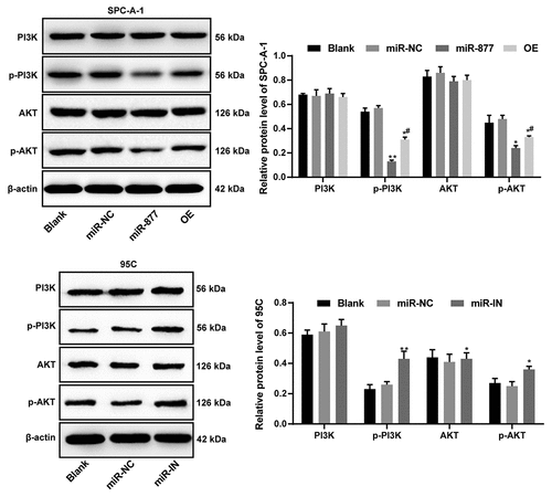 Figure 7. miR-877 inhibits NSCLC cell growth by targeting ACP5 and inactivating the PI3K/AKT pathway. The experiment was performed three times independently. The results are presented as the mean ± standard deviation. Compared to the miR-NC group, * p < 0.05, ** p < 0.01; compared to the miR-877 group, # p < 0.05. miR-877, microRNA-877; LC, lung cancer; ACP5, tartrate resistant acid phosphatase 5; PI3K, phosphatidylinositol-3 kinase; AKT, protein kinase B; NC, negative control