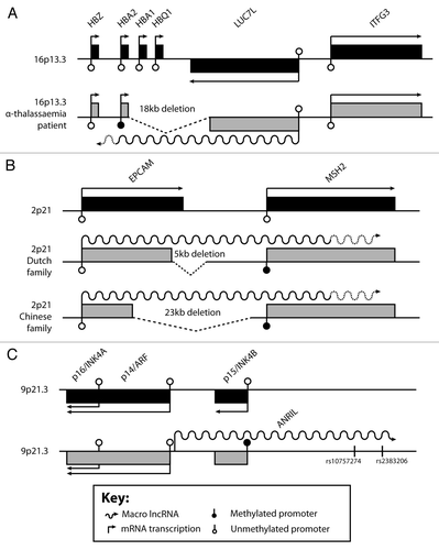 Figure 3. Aberrant and macro lncRNAs associated with human disease. (A-C) Genomic organization of three loci expressing disease-associated aberrant or macro lncRNAs (not drawn to scale). Each locus is depicted in the wild type (black boxes) and at least one disease situation (gray boxes). Genes above the line are expressed from the (-) strand, genes below the line from the (+) strand. Arrows show transcriptional direction. Aberrant or macro lncRNAs are shown as wavy lines, unmapped 5′ ends are indicated by dashed wavy lines. In (C), two disease conferring SNPs are shown. See key for further details.