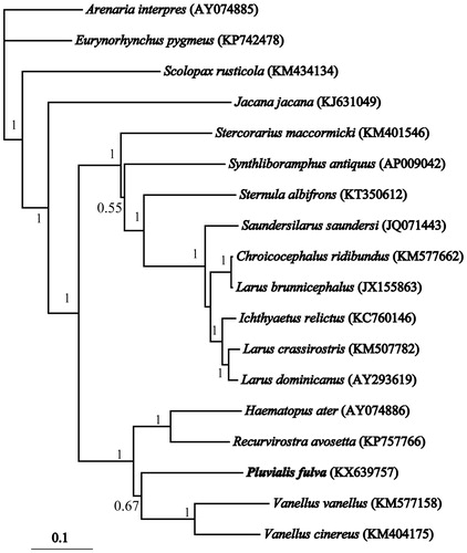 Figure 1. The unrooted tree of the Bayesian phylogenetic analysis of P. fulva and closely related 17 mitochondrial sequences. Numbers above each branches are the posterior probabilities. Genbank accession numbers of species are shown in parentheses.