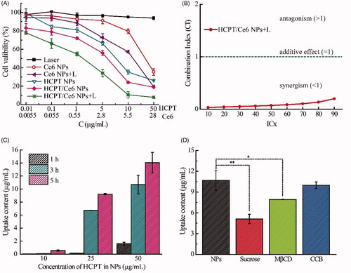 Figure 4. In vitro cytotoxicity of HCPT/Ce6 NPs (with laser) toward 4T1 cells after incubation for 48 h (n = 6) (A); Combination index (CI) values of HCPT/Ce6 NPs (with laser) against 4T1 cells (B); Cellular uptake detection of HCPT/Ce6 NPs toward 4T1 cells at different HCPT concentrations and incubated times (n = 3) (C); Cellular uptake detection of HCPT/Ce6 NPs toward 4T1 cells with different cellular uptake inhibitors (n = 3) (D). **p < .001 vs. HCPT/Ce6 NPs without cellular uptake inhibitors, *p < .05 vs. HCPT/Ce6 NPs without cellular uptake inhibitors.