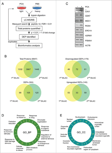 Figure 5. Quantitative proteomic analysis using PCA. (A) Overall work flow of the SILAC approach used to identify the targets of PCA. PCA-treated HeLa cell lysate (light) and stable-isotope-labeled amino acid-treated lysate (heavy) were mixed with equal amounts of total proteins. The trypsin-digested sample was analyzed with high-resolution LC-MS/MS. The analyzed sample was subjected to the search program “MaxQuant” and differentially expressed proteins (DEPs) were selected according to a P value standard of< 0.05, and 1.5-fold up- or downregulation. These processes are duplicated in an independent manner. (B) Venn diagram summary of total proteins and DEPs identified by SILAC. The intersections of 2 sets indicate commonly identified proteins from 2 SILAC analysis. (C) Immunoblotting analysis of DEPs. (D) and (E) GO analysis was carried out with the “DAVID” web-based program with parameters such as minimal count of 5 and P value of < 0.05. Important biological pathways (D) and cellular localizations (E) were enriched from DEPs. Analyzed DEPs were displayed by count number.