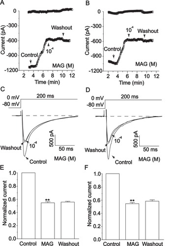 Figure 10 Actions of MAG on ICa-L of healthy cardiomyocytes (A,C,E) and ischemic cardiomyocytes (B,D,F). MAG ICa-L under control conditions, 1×10−4 M MAG, and washout. The values are the mean ± standard deviation (n=10 cells). **p<0.01 compared with Con.