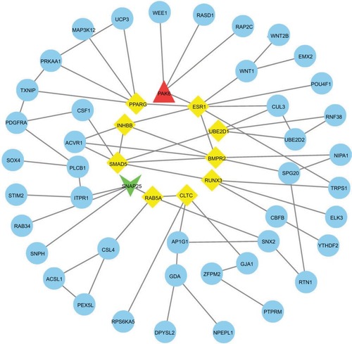 Figure 4 PPI interactions between predicted target genes of miR-301b.Notes: Yellow color means linkages (in+out) are over than four (hub genes), red means overexpression gene, green means down-expression gene, and blue color means linkages are lower than four.Abbreviation: PPI, protein–protein interaction.