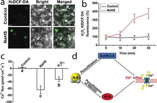 Figure 1. Assay of H2O2 content and net Ca2+ fluxes in Arabidopsis thaliana guard cells. (a) The effect of NaHS on H2O2 content in guard cells. 100 μM NaHS were used for various treatments for 20 min. Bar = 10 μm. (b) Quantification of H2O2 H2DCF-DA fluorescence density for (a). The average of the fluorescence of each guard cell was calculated. The data are the mean values ± SE (n = 10). (c) The effect of NaHS and H2O2 on Ca2+ fluxes in guard cells. The Ca2+ influxes in guard cells were measured, and 100 mM NaHS or 10 mM H2O2 was used. The negative value indicates influx. The data are the mean values ± SE (n = 3). (d) H2S induces Ca2+ signal in guard cells by regulating protein persulfidation and reactive oxygen species accumulation.Citation13,Citation14 Within each set of experiments, bars with different letters are significantly different at the P < .05 level (Duncan’s multiple range tests)