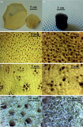 2 Natural marine sponge structure: digital camera images of Indo-Pacific (a1) and Mediterranean sponges (a2 ) and PU (b) templates; inhalant surfaces of Indo-Pacific (SA) (c) and Mediterranean (SL) (d) sponges; exhalant Indo-Pacific (SA) (e) and Mediterranean (SL) (f) sponges; fibrous network of Indo-Pacific (SA) (g) and Mediterranean Sea (SL) (h) sponges