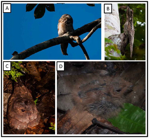 Figure 4. Photo-documentation of avian species during the faunal inventory in the vicinity of Boanamo, Orellana Province, Ecuador, 200–270 m. (A) Great Potoo Nyctibius g. grandis; (B) Common Potoo Nyctibius g. griseus; (C) adult Ocellated Poorwill Nyctiphrynus o. ocellatus brooding nestling in nest; (D) young nestling of Ocellated Poorwill. Photos H. F. Greeney.