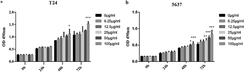 Figure 2. Cholesterol can promote the proliferation of bladder cancer cells in vitro.T24 or 5637 cells were seeded in four 96-well plates and normally cultured for 24 h. The next day, one plate was assessed by MTT assays to confirm the cell density and cell difference between wells. The others were treated with different concentrations of LDL (0, 6.25, 12.5, 25, 50, 100 μg/ml), and cell proliferation was assessed at 24 h, 48 h and 72 h by MTT assays. Experiments were repeated three times, and error bars represent the standard error of the mean and *p < 0.05, **p < 0.01, ***p < 0.001 (2-way ANOVA).