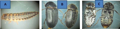 Plate 3: A: Dorsal view: (larva of Dermestes maculatus DeGeer (Hide Beetle), B: Dorsal view: (Adult Dermestes maculatus DeGeer (Hide Beetle)), C: The vertical view (Adult Dermestes maculatus DeGeer (Hide Beetle))