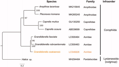 Figure 1. Maximum likelihood tree based on 13 PCGs in mitochondrial genomes of amphipod species belonging to the infraorder Corophiida. Orange represents the genome obtained in this study. Non-parametric bootstrap values (based on 2000 times resampling) are shown at nodes. The phylogenetic tree was inferred using IQ-TREE version 1.6.12 with the “–spp” option to allow partition-specific evolution rates. The best-fit model for each PCG was determined by ModelFinder (Kalyaanamoorthy et al. Citation2017) implemented in IQ-TREE, based on Akaike information criteria. The phylogenetic tree was visualized by FigTree version 1.4.4.